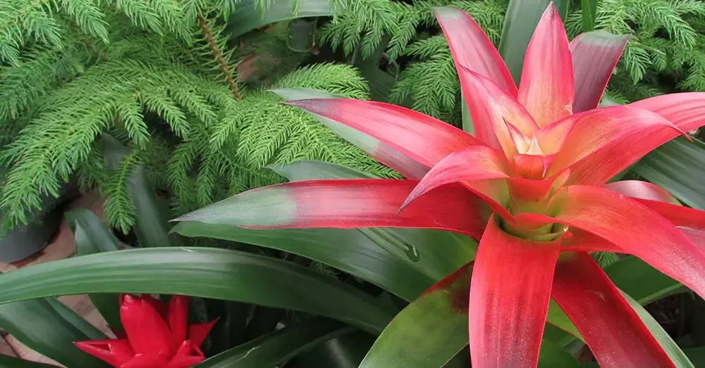 Planta de Bromelia